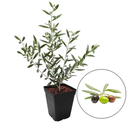 Olea europaea olivière - 'olivière',