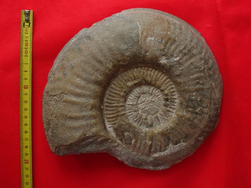 Ammonite toarcien haugia - ammonite, du
