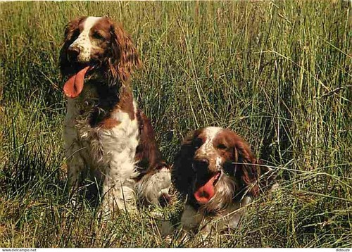Carte postale animaux - carte,