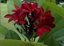 3 graines FRANGIPANIER ROUGE