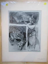 ETUDES D' ANIMAUX  MATHURIN