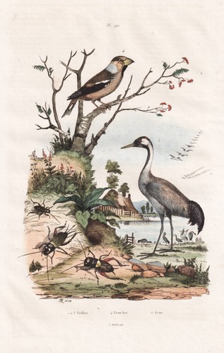 Grues oiseaux grillons - grues,