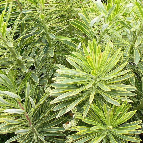 Euphorbia martinii ascot - martinii, 'ascot