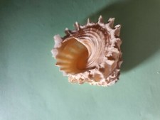 Coquillage blanc cône de mer D: 5,5 x 5