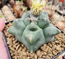 Astrophytum myriostigma Nudum