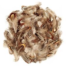 Plumes coquille de faisan