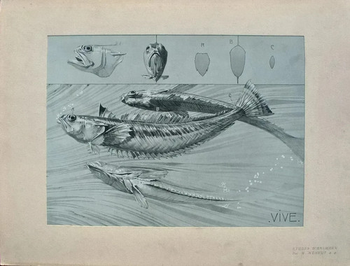 Mathurin meheut le poisson - :,