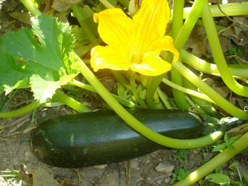Graines courgettes verte - 25,
