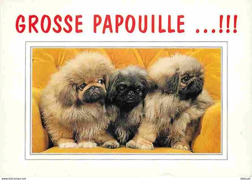 Carte postale animaux - postale,