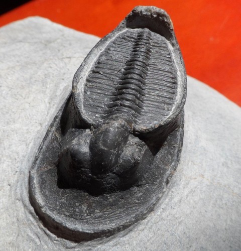 Trilobite dévonien maroc - dÉvonien, du