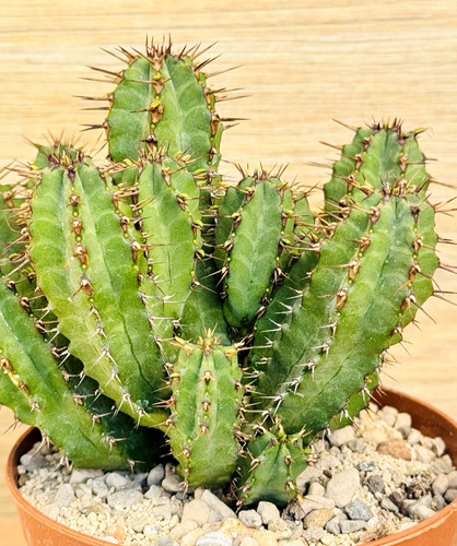 Euphorbia golisana pot cm - pot,