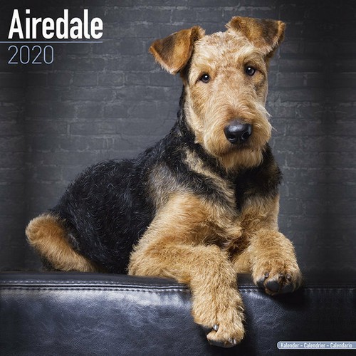 Calendrier 2020 airedale - calendrier,