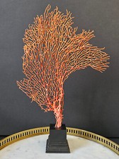 Gorgone Rouge Socle en bois. H : 32 cm  | Gorgonian sea fan | PlaceOddity
