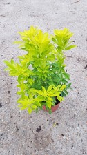 Choisya ternata 'Sundance' /