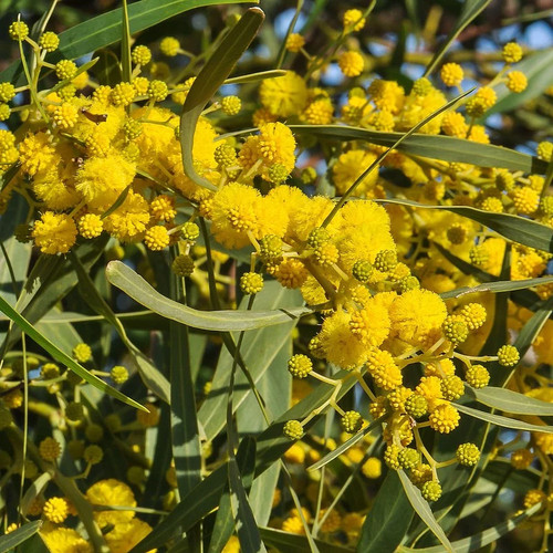 Acacia retinoides lisette - acacia, 'lisette'