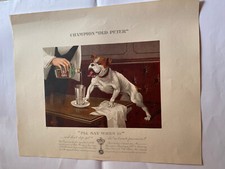 Lithographie ntée Publicitaire  Old Peter's dry Gin Marcelin Auzolle Bouledogue
