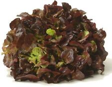 1.000 Graines de salade Laitue à couper FEUILLE DE CHENE ROUGE non traitées