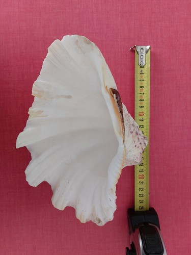Coquillage bénitier grande - coquillage, de