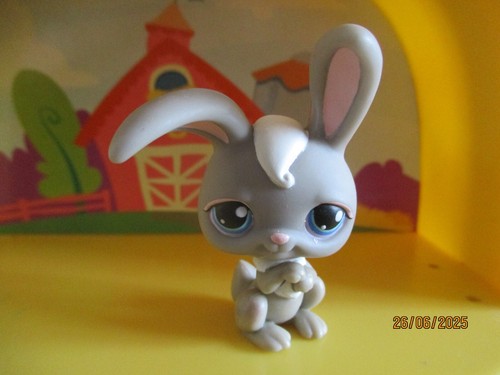 Petshop lapin garenne - lapin, de