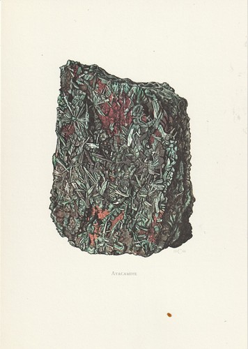 Planche histoire naturelle - planche, 49
