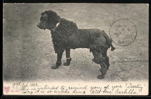 Caniche noir avec coiffure