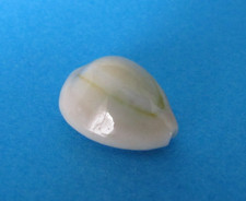 Cypraea Annulus 22,8 mm Gem