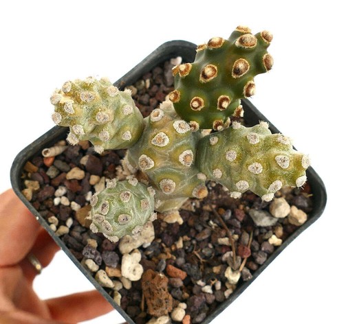 Tephrocactus molinensis - ,