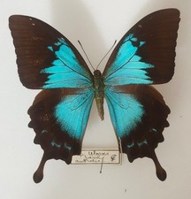 Papilio ulysse joesa femelle -