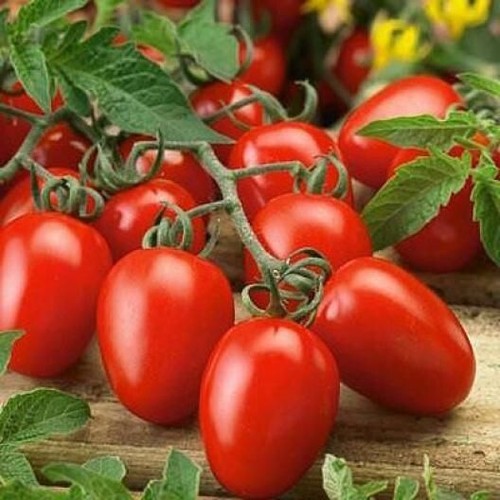 Lot graines de tomates - lot,