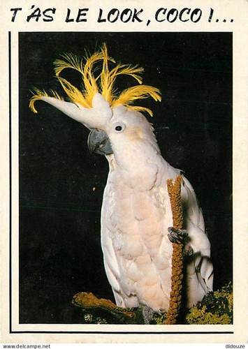 Carte postale animaux - carte,