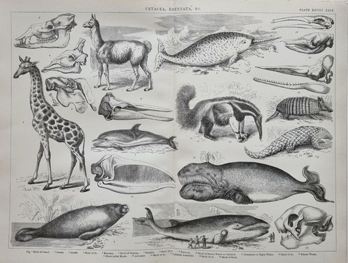 1874 imprimer cetacea edentata - 1874,