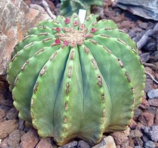 Ferocactus glaucescens var