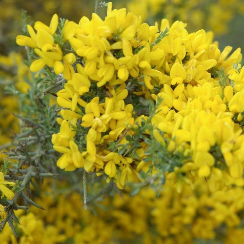 Genista hispanica ajonc - genista,