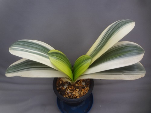 Clivia miniata