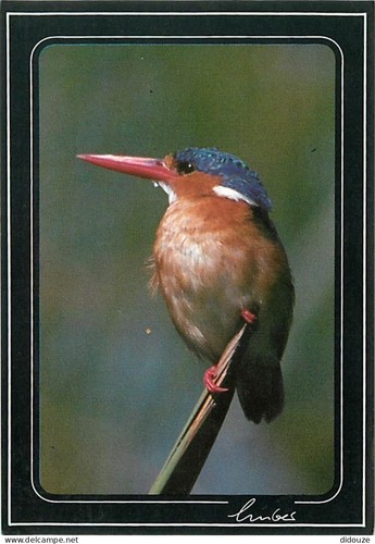 Carte postale animaux - carte,