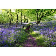 15x1m Lavande Manoir Fond