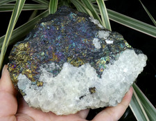 Chalcopyrite irisée sur