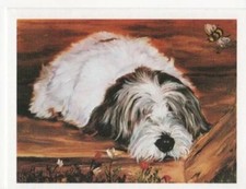 Petite Basset Griffon Vendeen