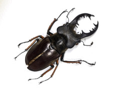 Rare Lucanus boileaui - China