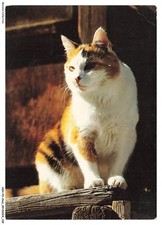 ASHP2-0133-CHAT - UN CHAT ASSIS SUR DU BOIS