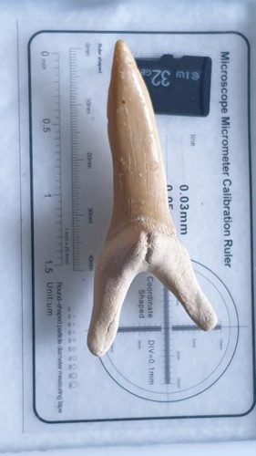 Shark tooth dent - tooth,