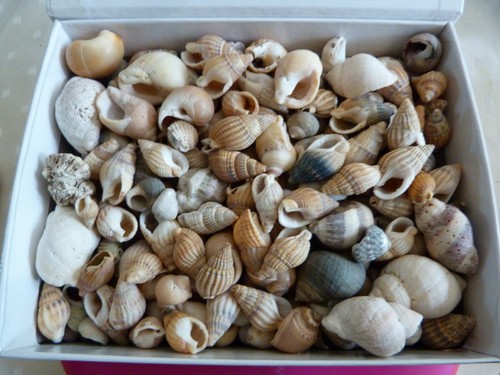 Divers coquillages