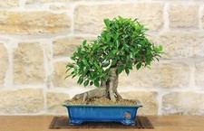 Bonsaï Ficus Retusa (162)