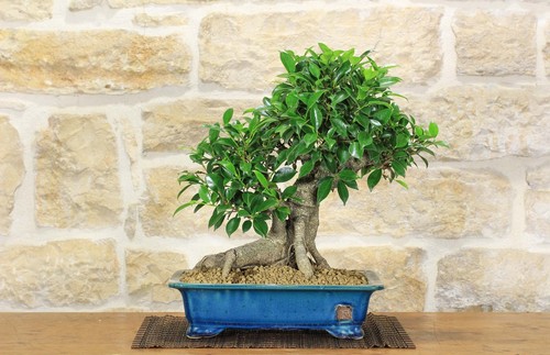 Bonsaï ficus retusa - ficus,