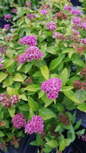 Spiraea japonica goldmound - 'goldmound', /