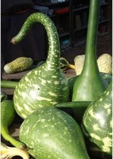 Courge Calebasse 'Col de