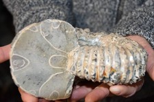 Grande ammonite Douvilleiceras