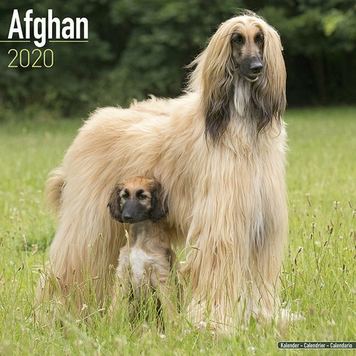 Calendrier 2020 levrier - 2020,