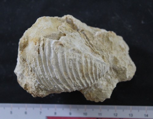 Bivalve fossile trigonia - bivalve,