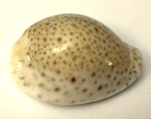 Coquillage cypraea cyprae - coquillage,